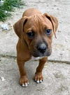 Ava's Pup (Apollo)