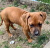 Ava's Pup (Apollo)