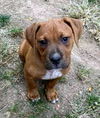 Ava's Pup (Apollo)