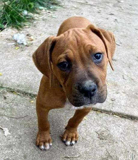 Ava's Pup (Apollo)