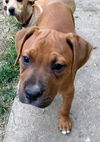 Ava's Pup (Apollo)