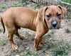Ava's Pup (Apollo)