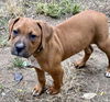 Ava's Pup (Apollo)