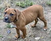 Ava's Pup (Apollo)