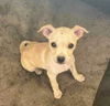 Chi/Terrier Mix Pup (Bambi)