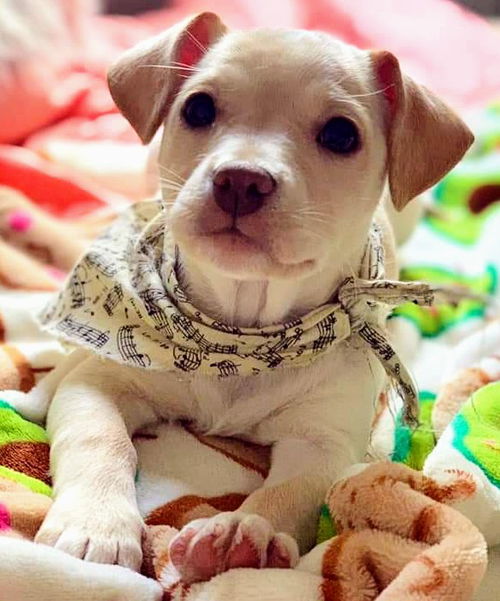 Chi/Terrier Mix Pup (Bambi)
