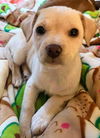Chi/Terrier Mix Pup (Bambi)