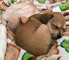 Chi/Terrier Mix Pup (Bambi)