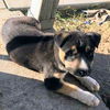 GSD/Husky mix pup Aspen (Blue)