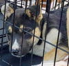 GSD/Husky mix pup Aspen (Blue)