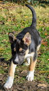 GSD/Husky mix pup Aspen (Blue)