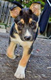 GSD/Husky mix pup Aspen (Blue)