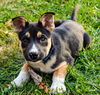 GSD/Husky mix pup Aspen (Blue)