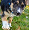 GSD/Husky mix pup Aspen (Blue)