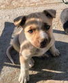 GSD/ Husky Mix Pup Montana (Lit.Blue/Blondie)