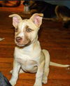 GSD/ Husky Mix Pup Montana (Lit.Blue/Blondie)