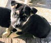 GSD/Husky Mix Pup Turbo (Red)