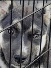 GSD/Husky Mix Pup Turbo (Red)