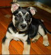 GSD/Husky Mix Pup Turbo (Red)