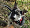 GSD/Husky Mix Pup Turbo (Red)