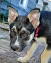 GSD/Husky Mix Pup Turbo (Red)