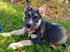 GSD/Husky Mix Pup Turbo (Red)