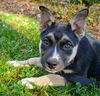 GSD/Husky Mix Pup Turbo (Red)
