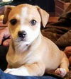 Chi/Terrier Mix Pup (Balloon)