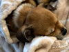 Chi/Terrier Mix Pup (Balloon)