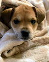 Chi/Terrier Mix Pup (Balloon)