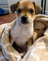 Chi/Terrier Mix Pup (Balloon)