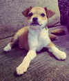 Chi/Terrier Mix Pup (Balloon)