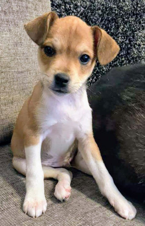 Chi/Terrier Mix Pup (Balloon)