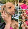 Chi/Terrier Mix Pup (Belle A)