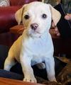 Chi/Terrier Mix Pup (Belle A)
