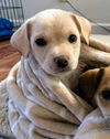 Chi/Terrier Mix Pup (Belle A)