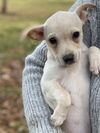 Chi/Terrier Mix Pup (Belle A)