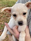 Chi/Terrier Mix Pup (Belle A)