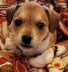 Chi/Terrier Mix Pups