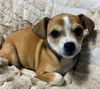 Chi/Terrier Mix Pups
