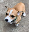 Chi/Terrier Mix Pups