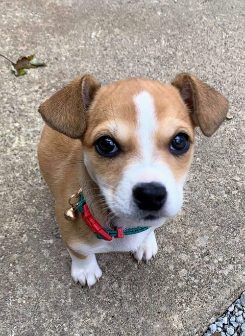 Chi/Terrier Mix Pups
