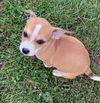 Chi/Terrier Mix Pups
