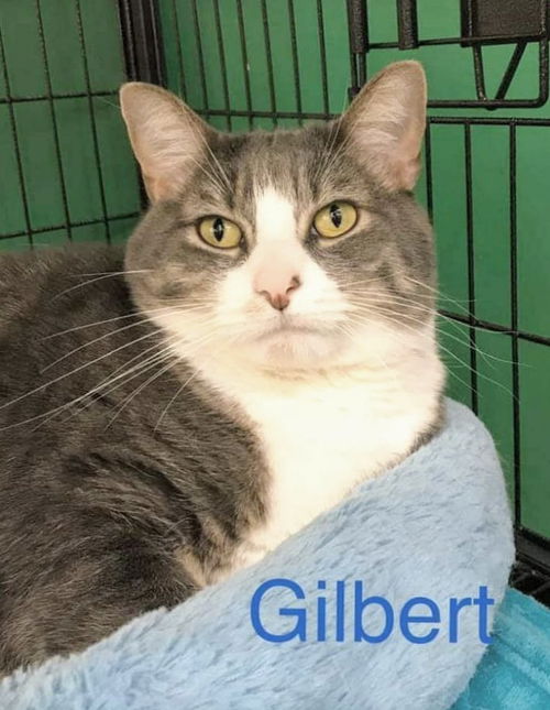 Gilbert