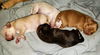 Bonnie’s Pup (Choco)
