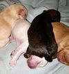 Bonnie’s Pup (Choco)