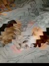 Bonnie’s Pup (Choco)