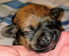 Bonnie’s Pup (Choco)
