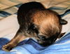 Bonnie’s Pup (Choco)
