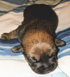 Bonnie’s Pup (Choco)